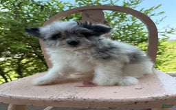 Pomapoo dogs for sale: Maverick - Image 14