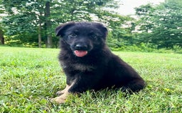 German Shepherd dogs for sale: Liberty - Image 6