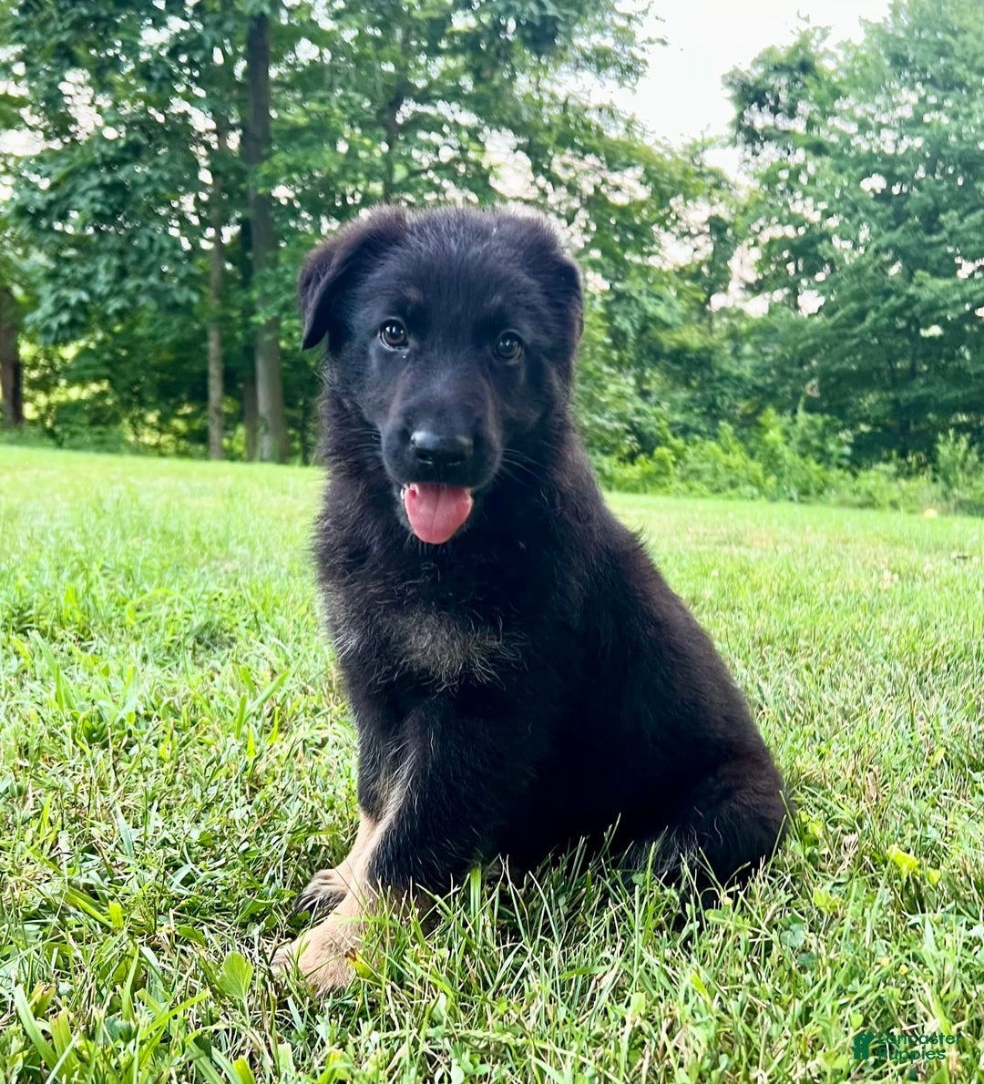 German Shepherd dogs for sale: Liberty - Image 6