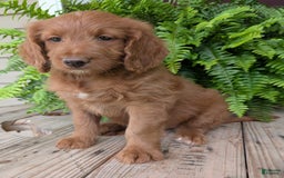 Goldendoodle dogs for sale: Ellie - Image 21