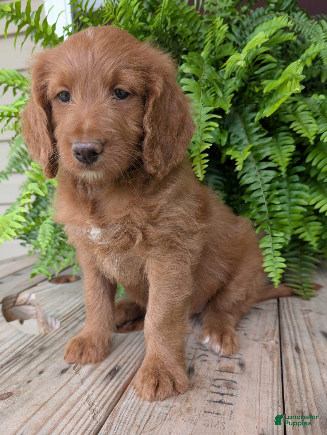 Goldendoodle dogs for sale: Ellie - Image 21
