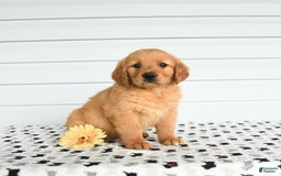 Golden Retriever dogs for sale: Flow - Image 1