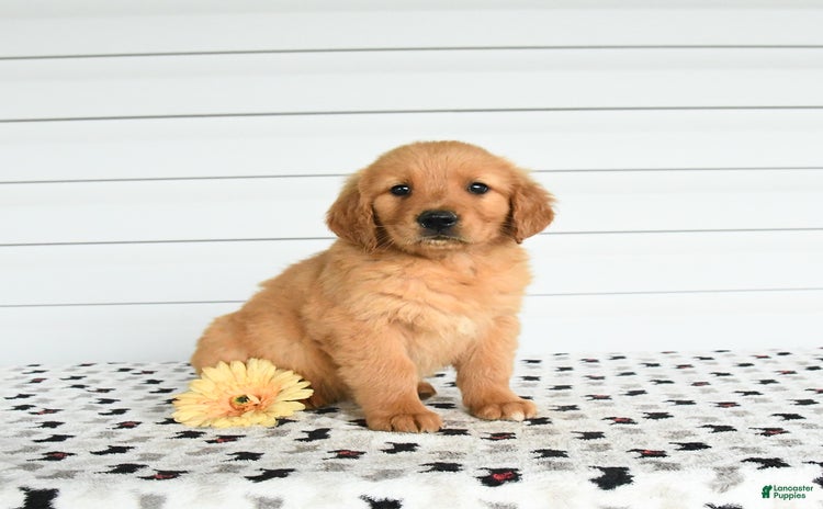 Golden Retriever dogs for sale - Ad 1