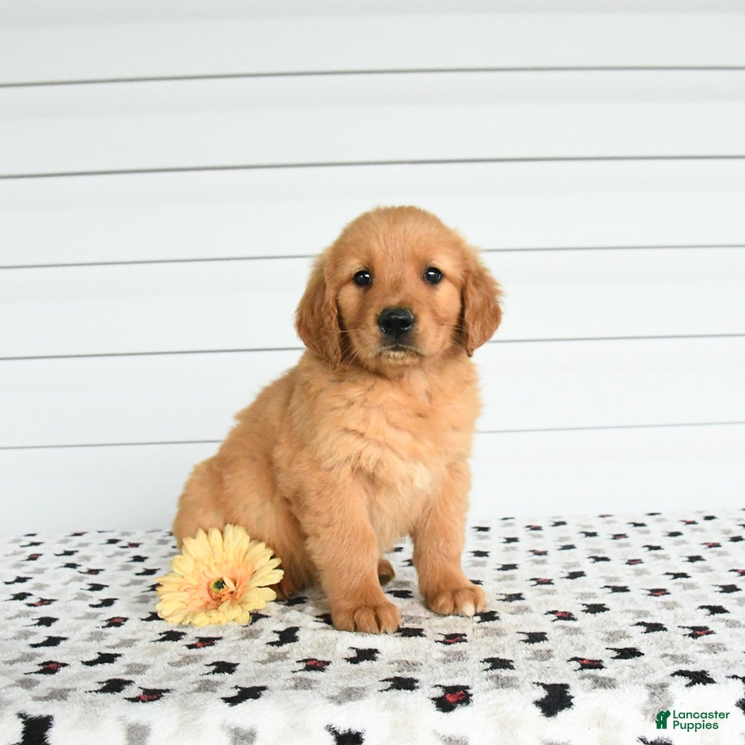 Golden Retriever dogs for sale: Flow - Image 1