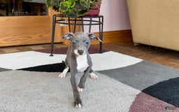 Italian Greyhound dogs for sale: Kk - Image 13