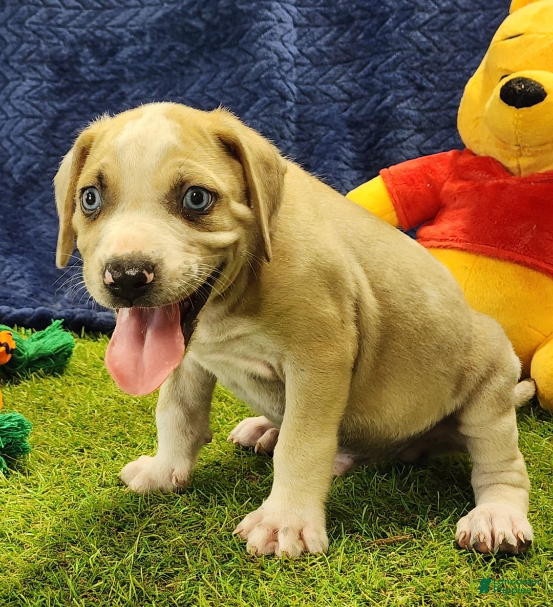 Catahoula Leopard Dog dogs for sale: Tess 2025 Male 3 - Image 1