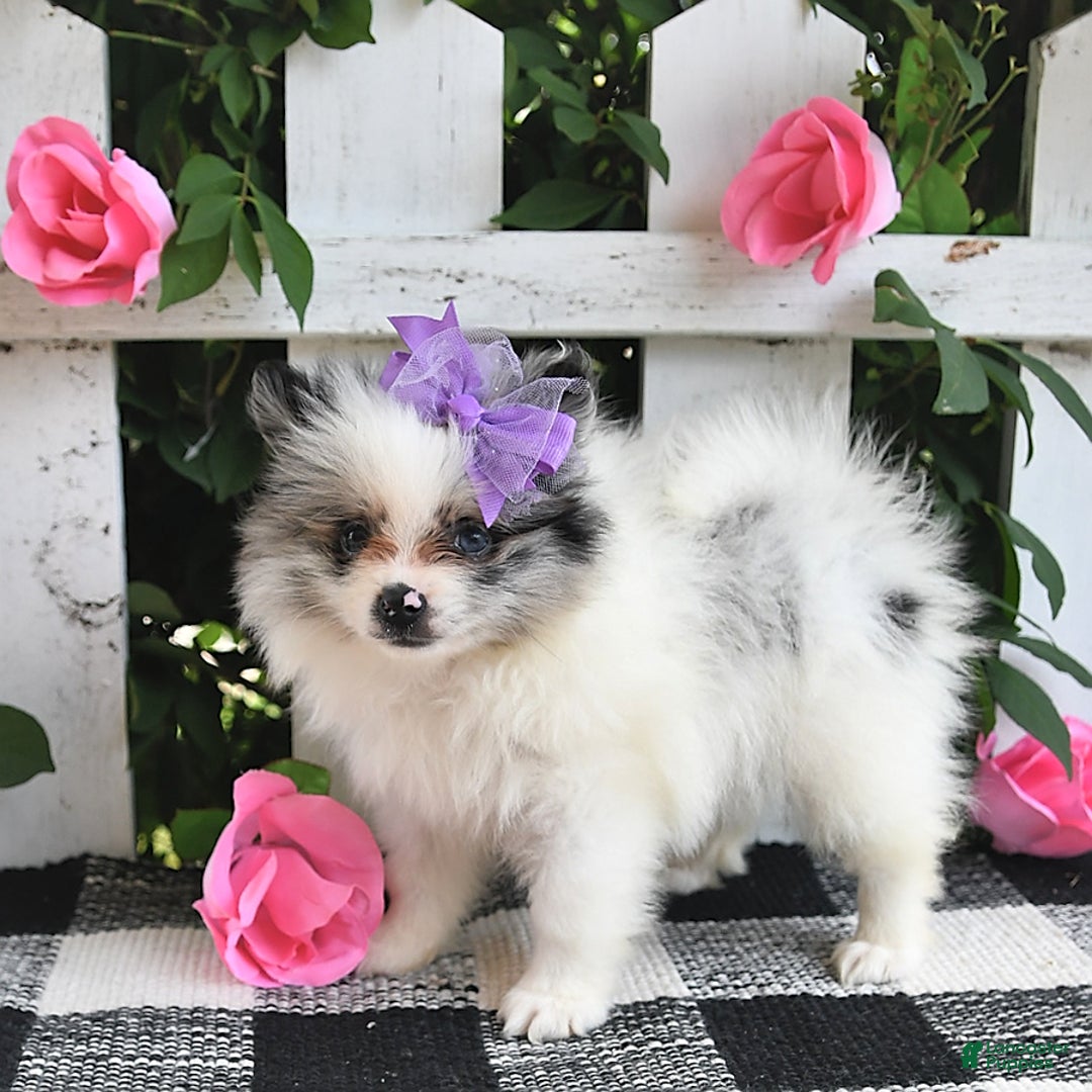Pomeranian dogs for sale: Sparkle - Image 10
