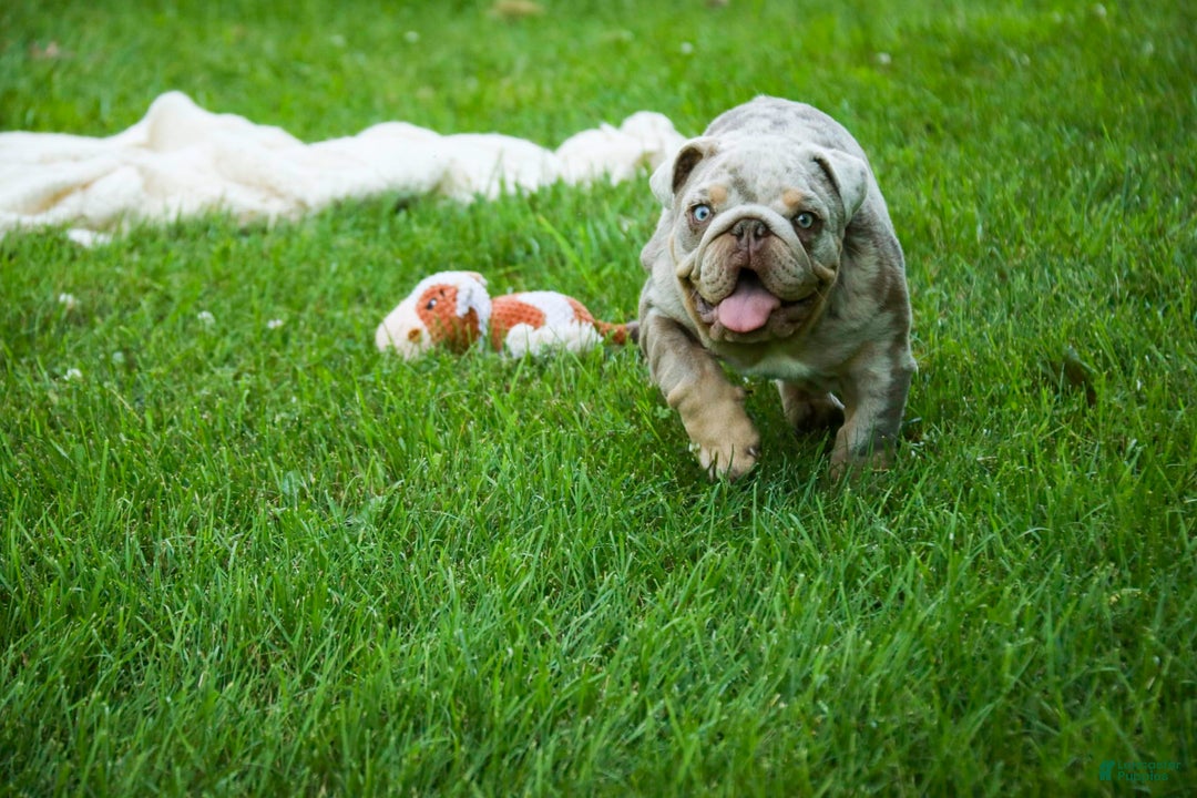 English Bulldog dogs for sale: Turbo - Image 25