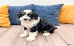 Mini Bernedoodle dogs for sale: Archer - Image 8