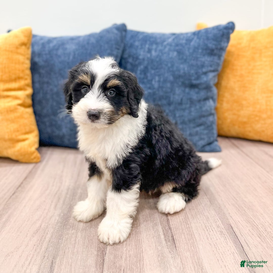 Mini Bernedoodle dogs for sale: Archer - Image 8