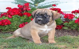 Cane Corso dogs for sale: Duke - Image 2