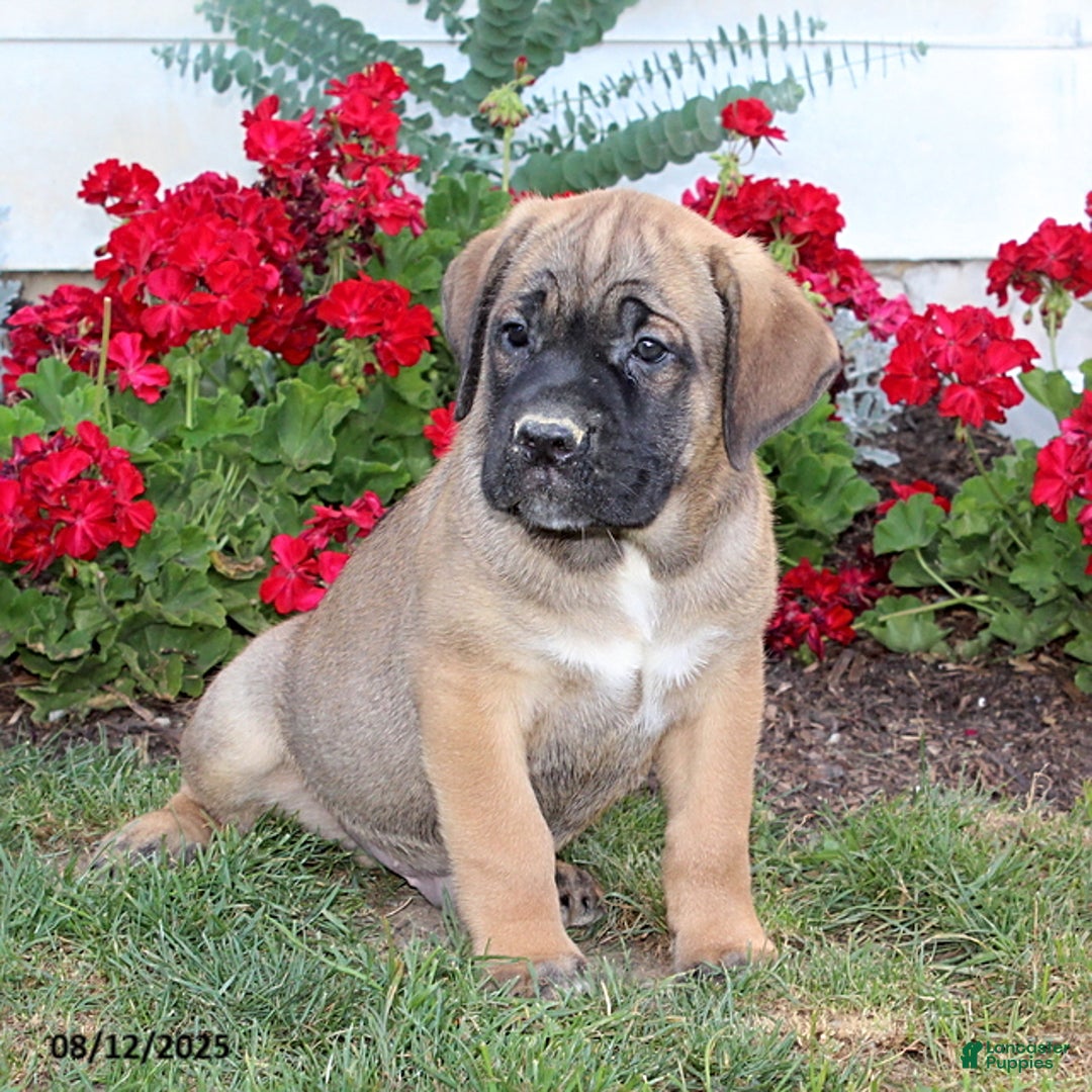 Cane Corso dogs for sale: Duke - Image 2
