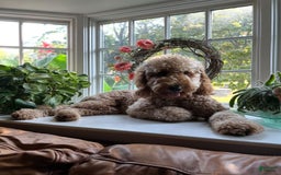 Goldendoodle dogs for sale: Gucci - Image 4