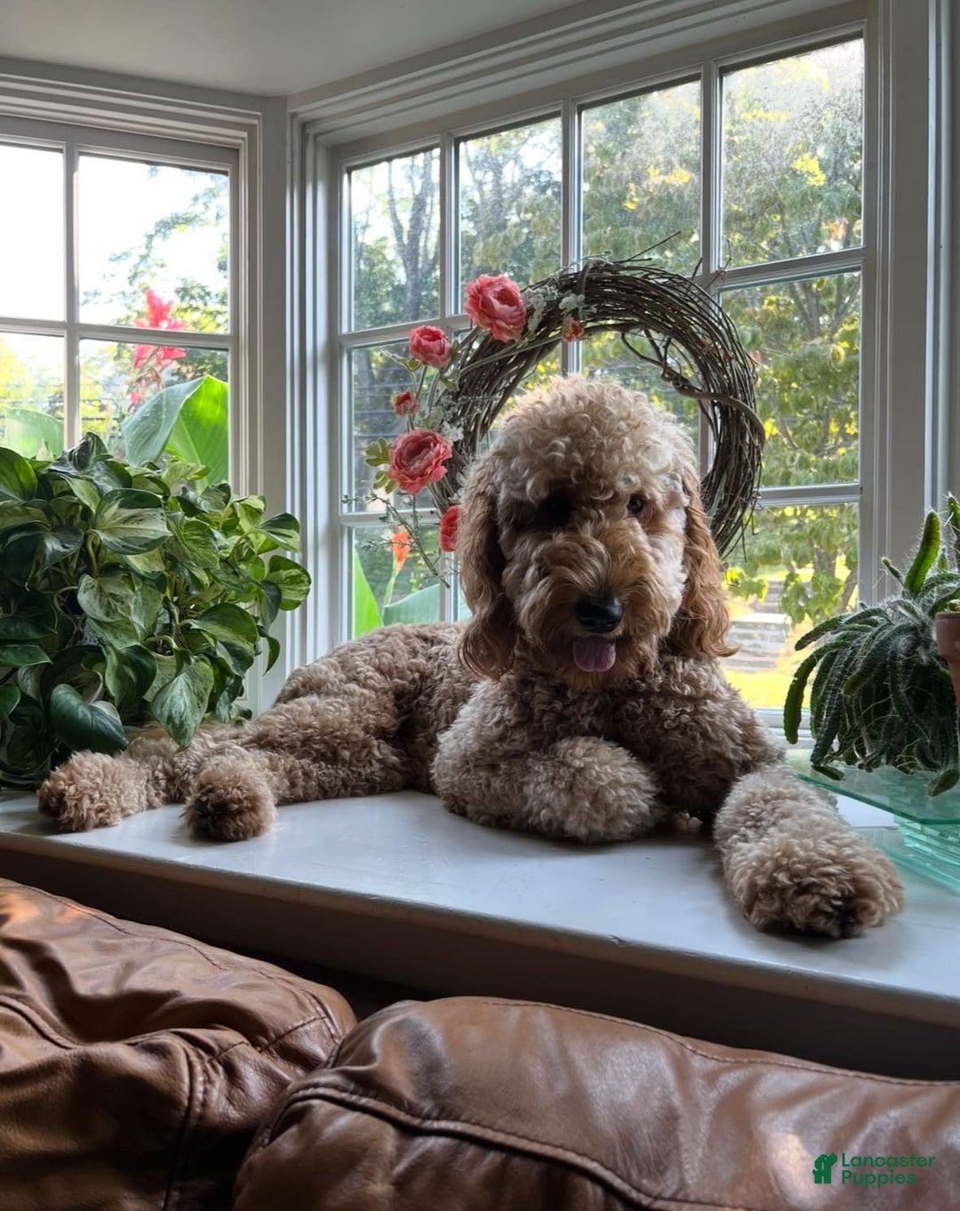 Goldendoodle dogs for sale: Gucci - Image 4
