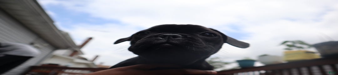 Electra