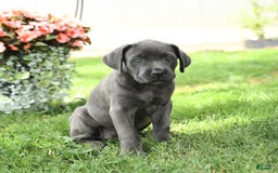 Cane Corso dogs for sale: Bunny - Image 3