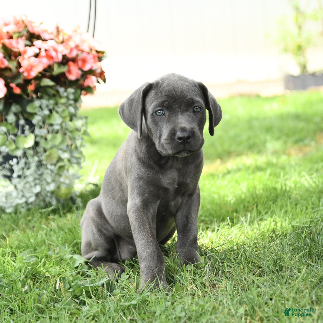 Cane Corso dogs for sale: Bunny - Image 3