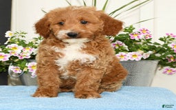 Mini Goldendoodle dogs for sale: Quinn - Image 6