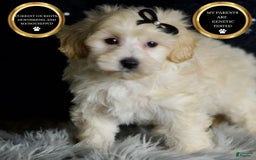 Maltipoo dogs for sale: Ares - Image 1