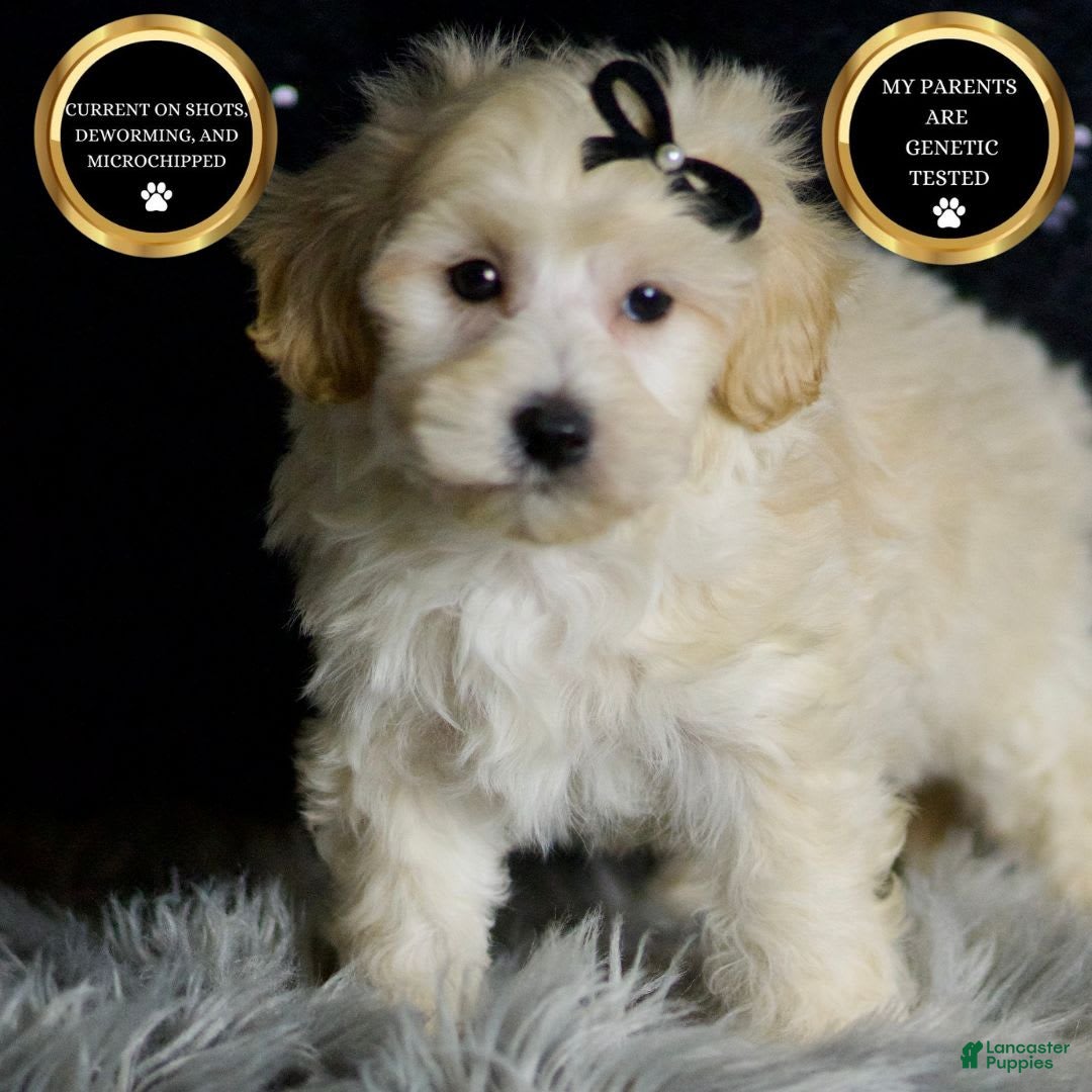 Maltipoo dogs for sale: Ares - Image 1