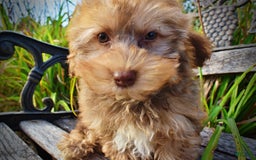 Havapoo dogs for sale: Jazzy - Image 9