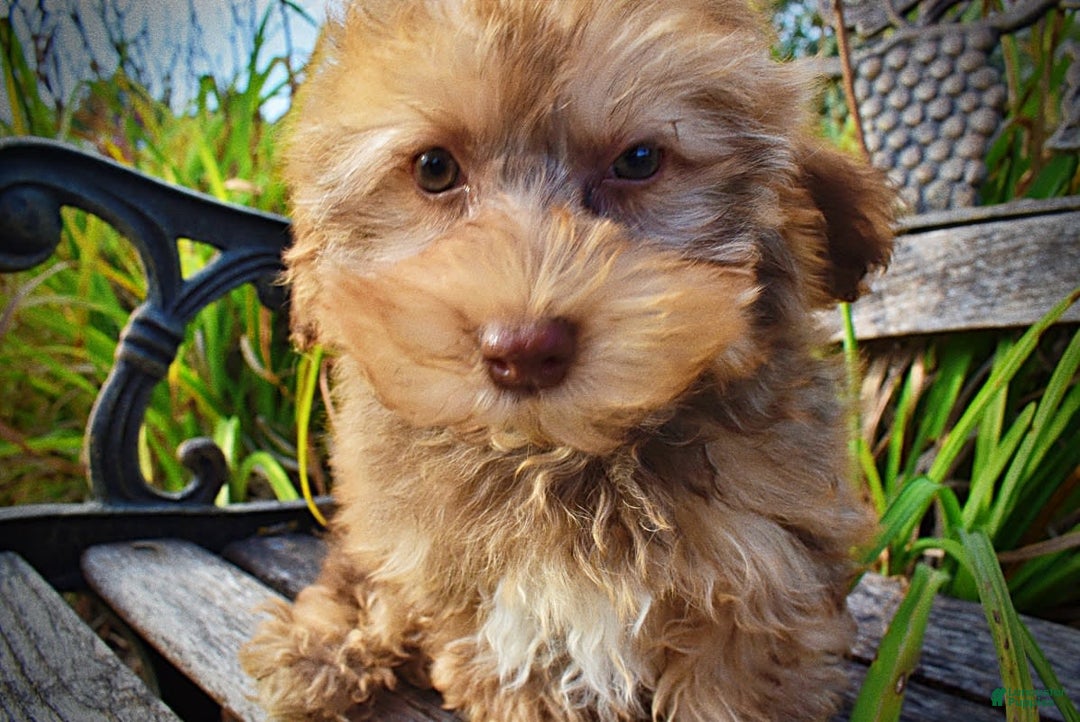 Havapoo dogs for sale: Jazzy - Image 9