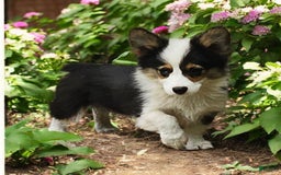 Welsh Corgi Pembroke dogs for sale: Tucker Fluffy - Image 4
