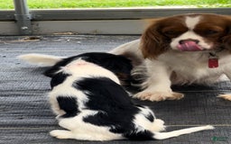 Cavalier King Charles Spaniel dogs for sale: Nova 💫 - Image 7