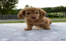 Miniature Dachshund dogs for sale: Sunny - Image 7