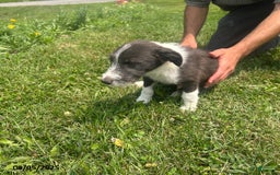 Border Collie dogs for sale: Quarter - Image 1