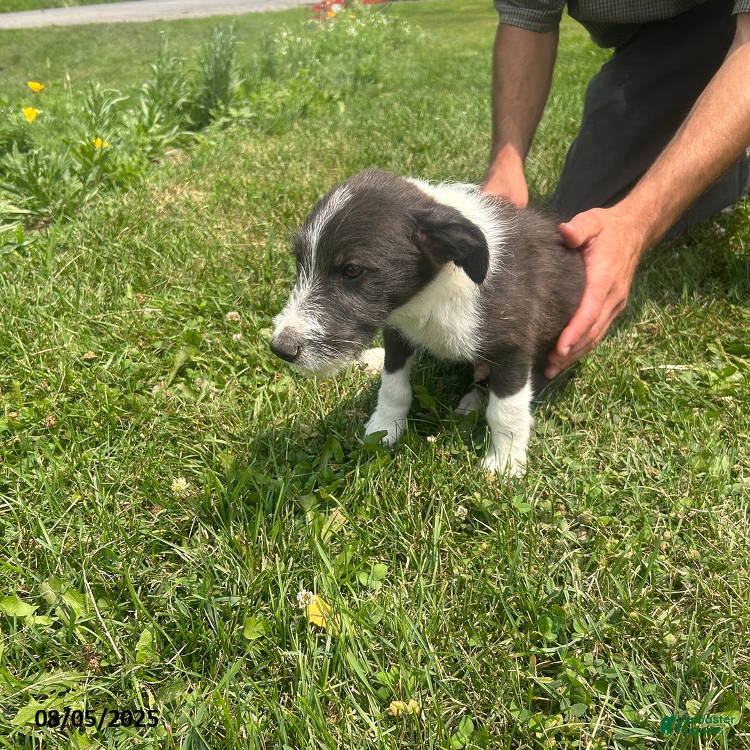 Border Collie dogs for sale: Quarter - Image 1