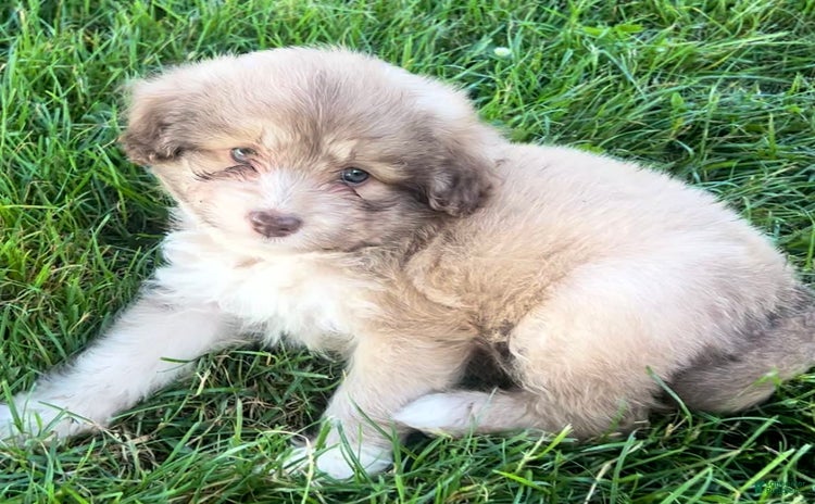 Mini Aussiedoodle dogs - Advert 36