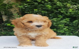 Mini Goldendoodle dogs for sale: Waylon - Image 1