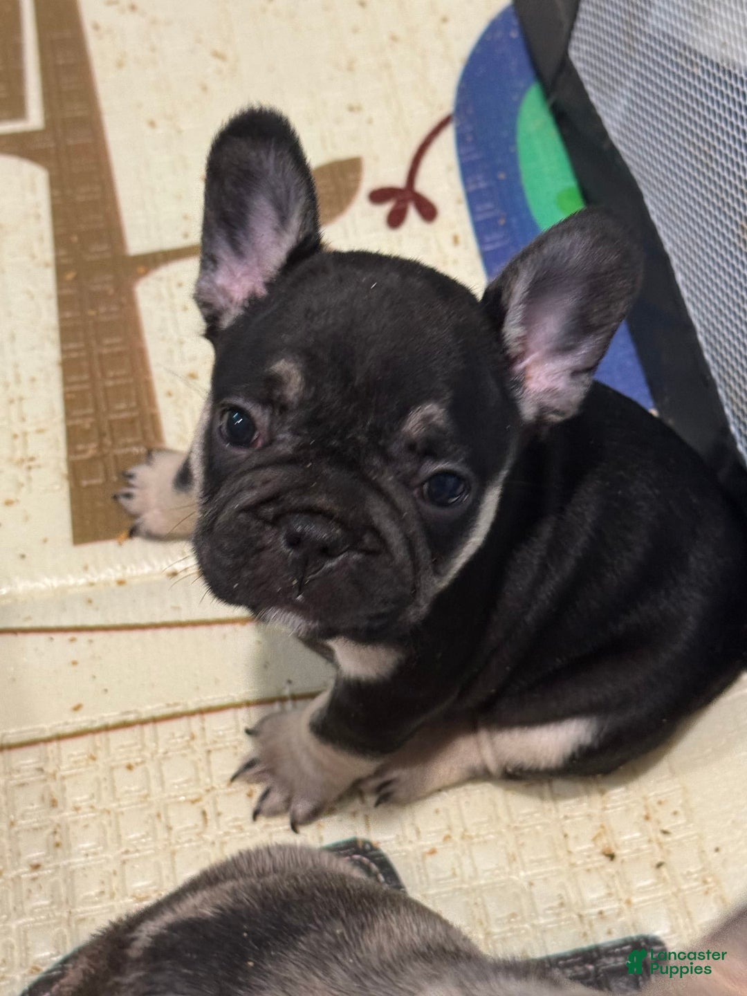 French Bulldog dogs for sale: Smokey - Image 1