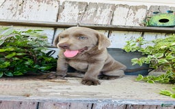 Labrador Retriever dogs for sale: Max - Image 4