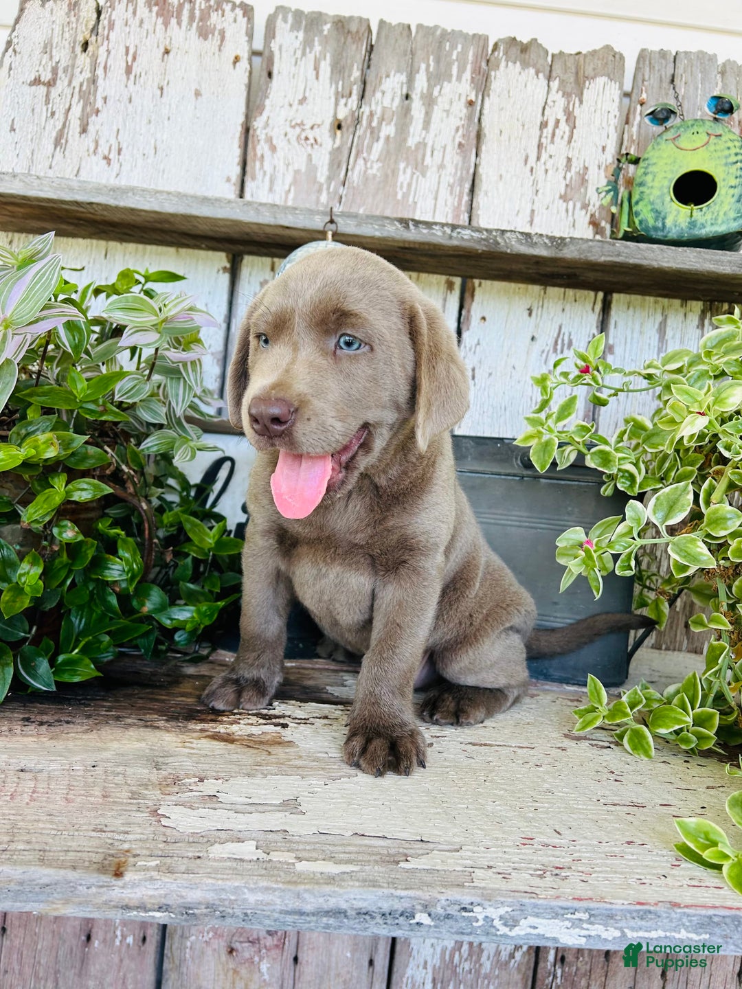 Labrador Retriever dogs for sale: Max - Image 4