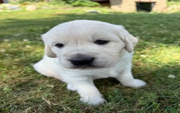 Golden Retriever dogs for sale: Red - Image 2