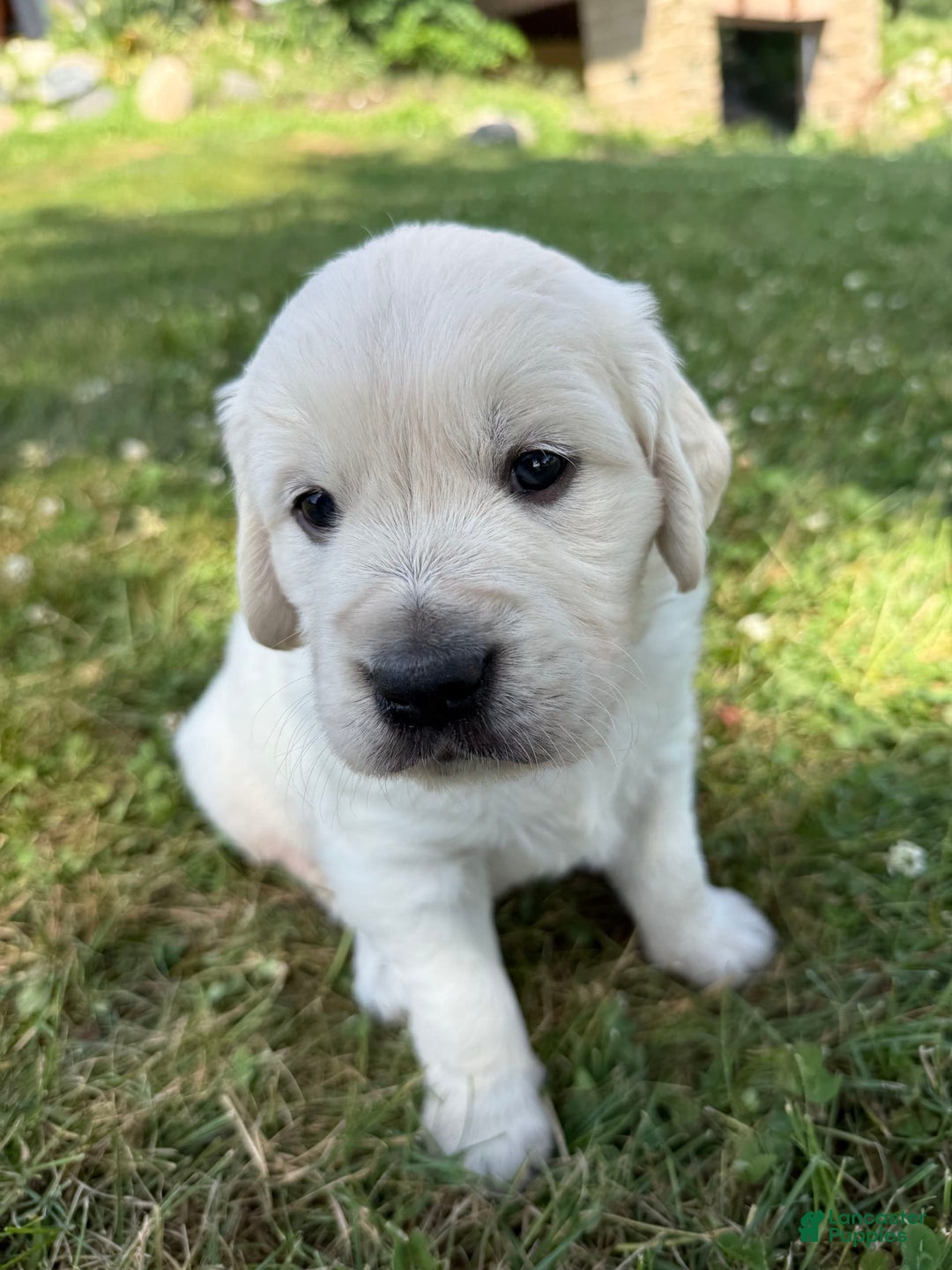 Golden Retriever dogs for sale: Red - Image 2