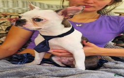 Boston Terrier dogs for sale: Nolan - Image 23