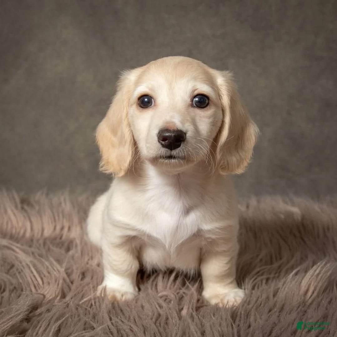Dachshund dogs for sale: Deli - Image 3