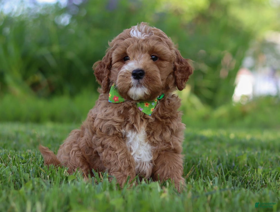 Mini Goldendoodle dogs for sale: Yellow Collar - Image 7