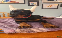 Doberman Pinscher dogs for sale: Storm. Red Collar Female - Image 3