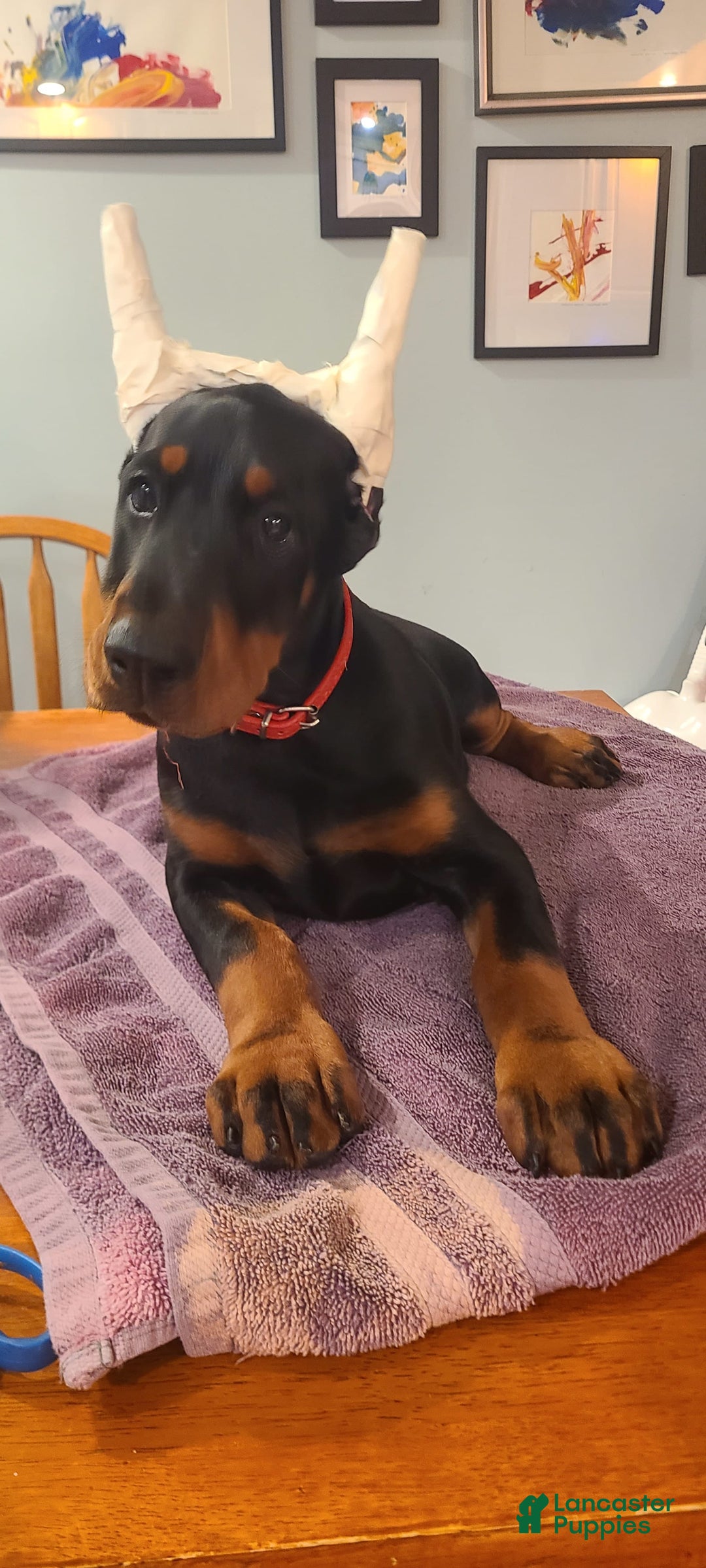 Doberman Pinscher dogs for sale: Storm. Red Collar Female - Image 3