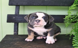Olde English Bulldogge dogs for sale: Rocky - Image 3