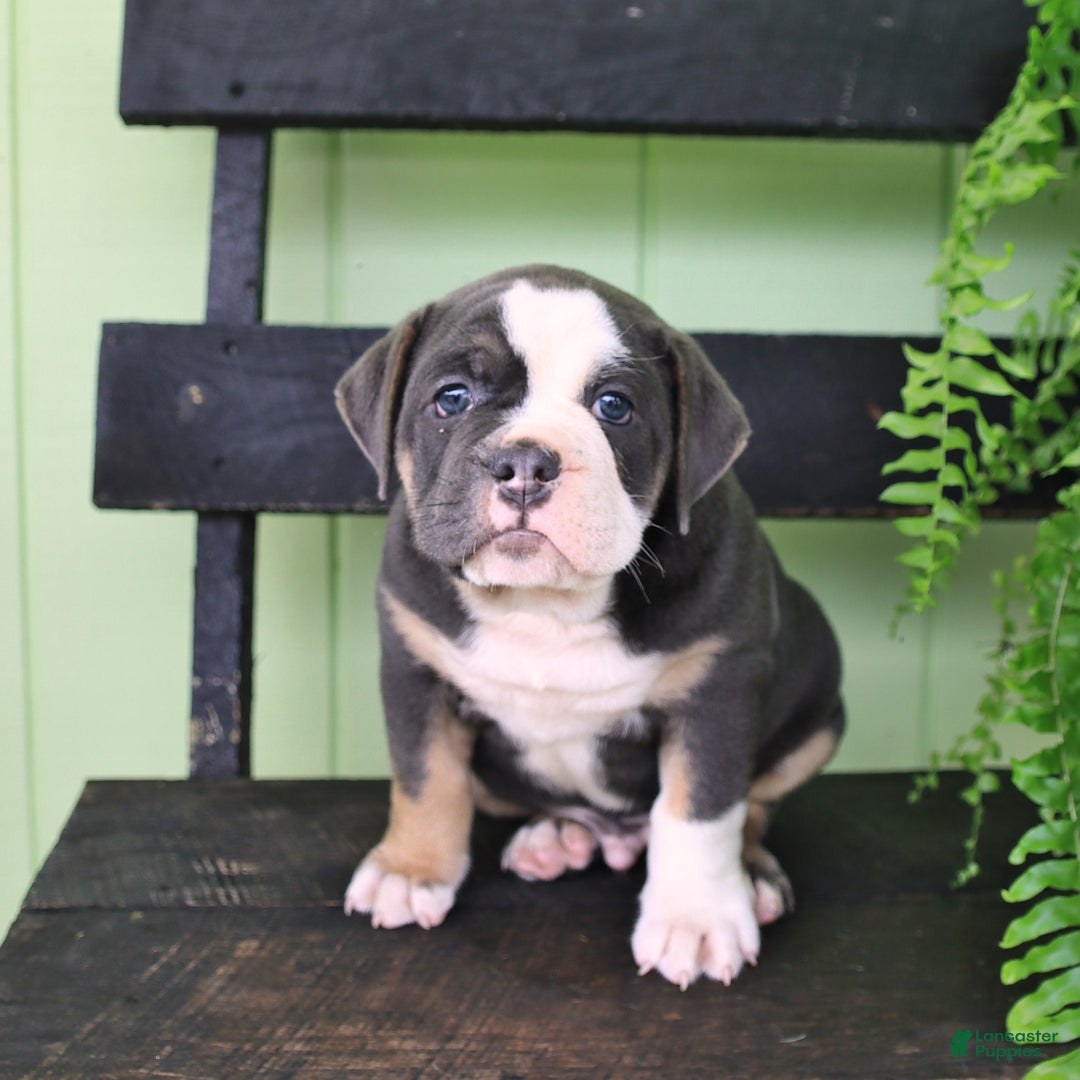 Olde English Bulldogge dogs for sale: Rocky - Image 3