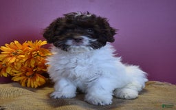 Cavapoo dogs for sale: Janie - Image 5