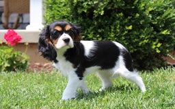 Cavalier King Charles Spaniel dogs for sale: Missy - Image 22