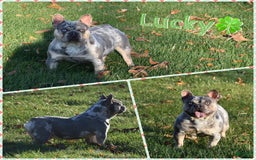 French Bulldog dogs for sale: Gemma - Image 10