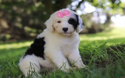 Sheepadoodle dogs for sale: Leah - Image 2