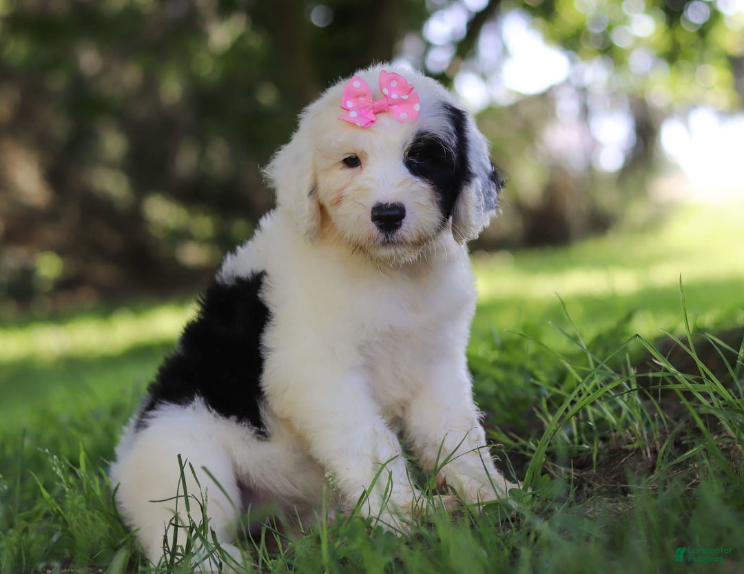 Sheepadoodle dogs for sale: Leah - Image 2